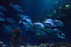 Ogni specie di pesce risponde in modi diversi alle modifiche del tempo